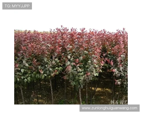 尊龙d88会员注册流程详解帮助新手快速完成注册并享受丰富游戏福利